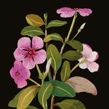 Delany Vinca Rosea Mini Notecards 8 Pack